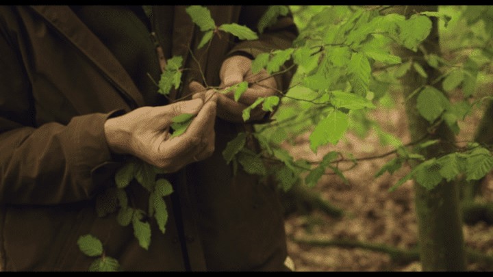 The Hidden Life of Trees (2020) [DVD review] 4