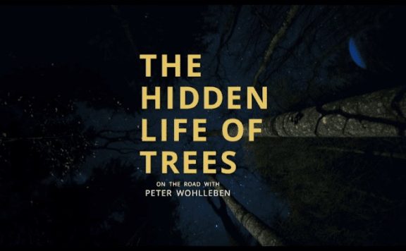 hidden life of trees logo