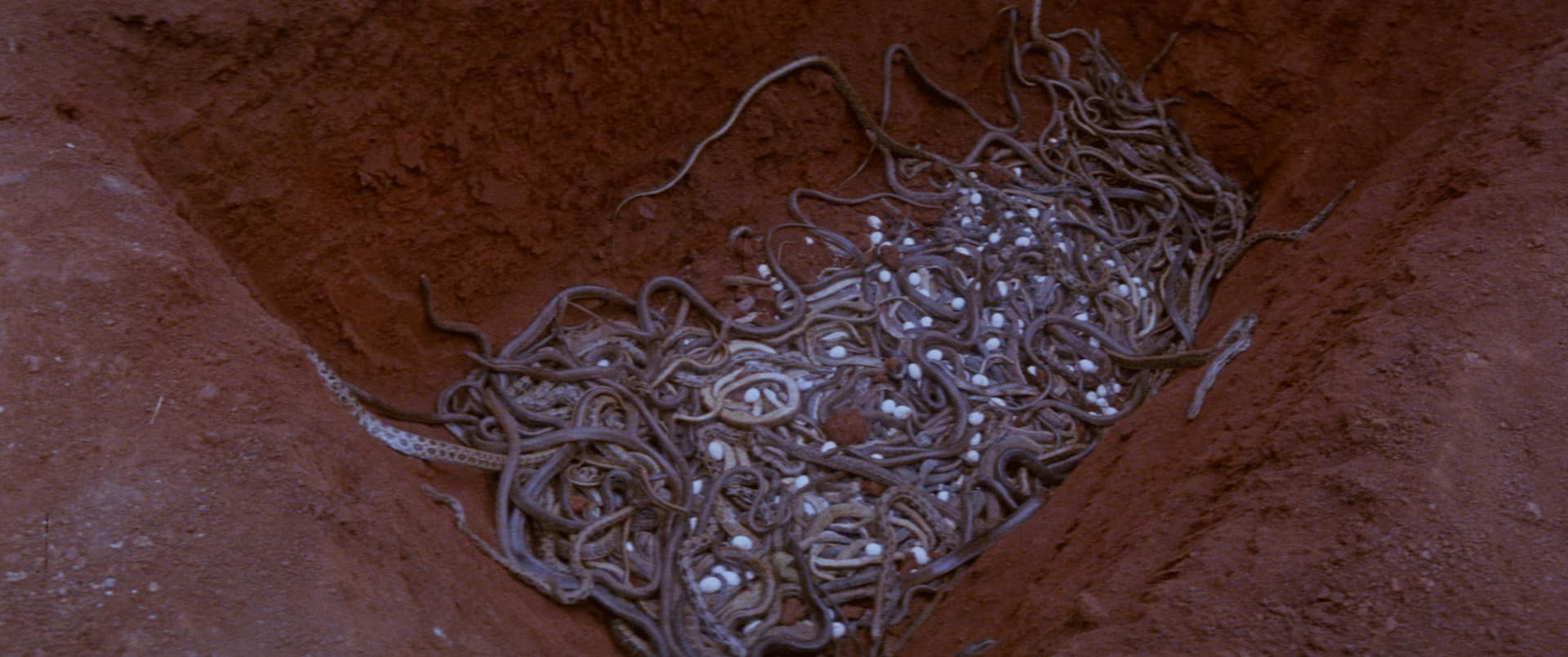 Calamity of Snakes (1982) [Unearthed Films Blu-ray review] 1