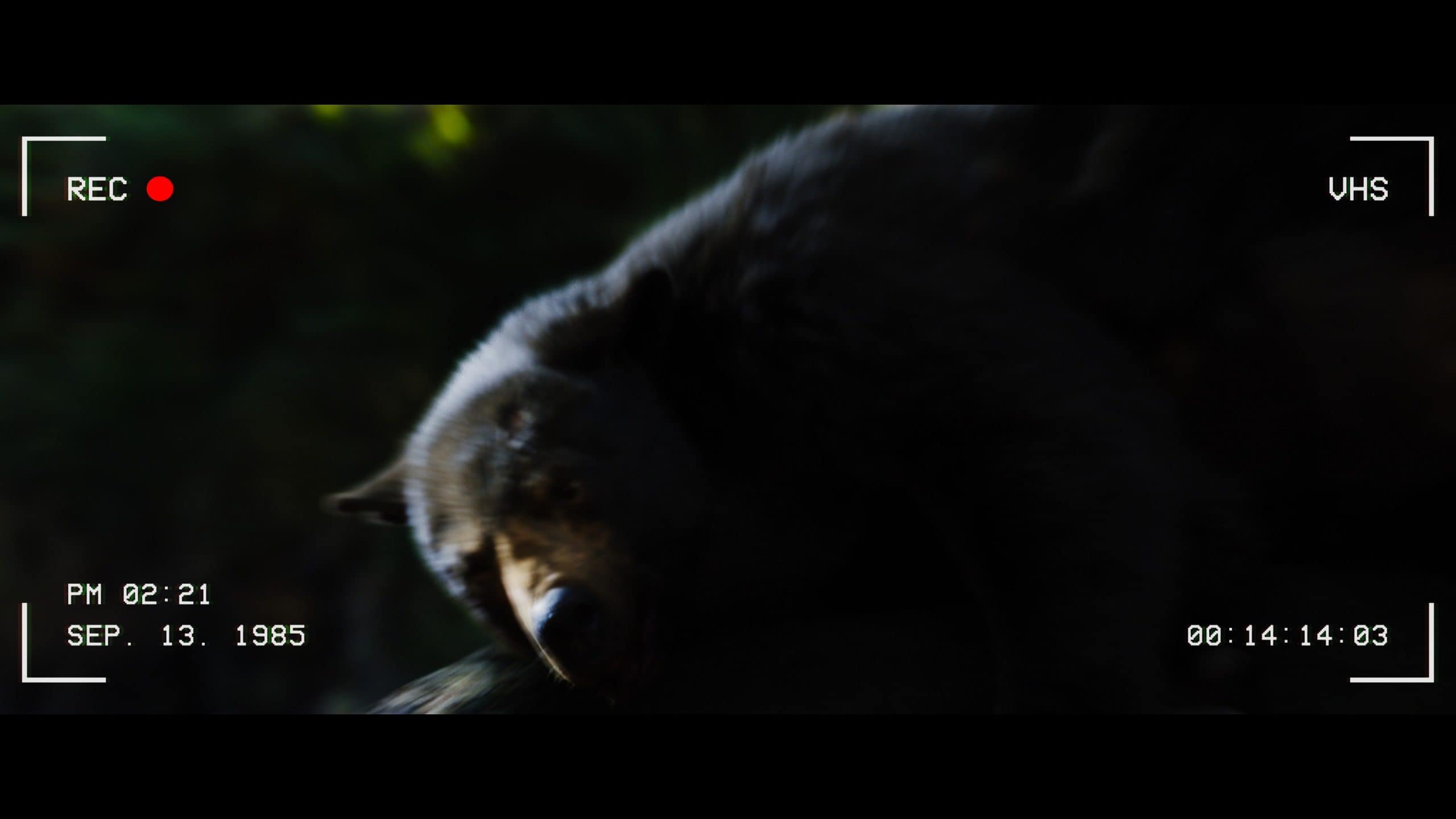 Cocaine Bear (2023) [4K UHD review] 1