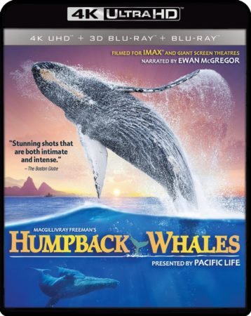 HUMPBACK WHALES 4K