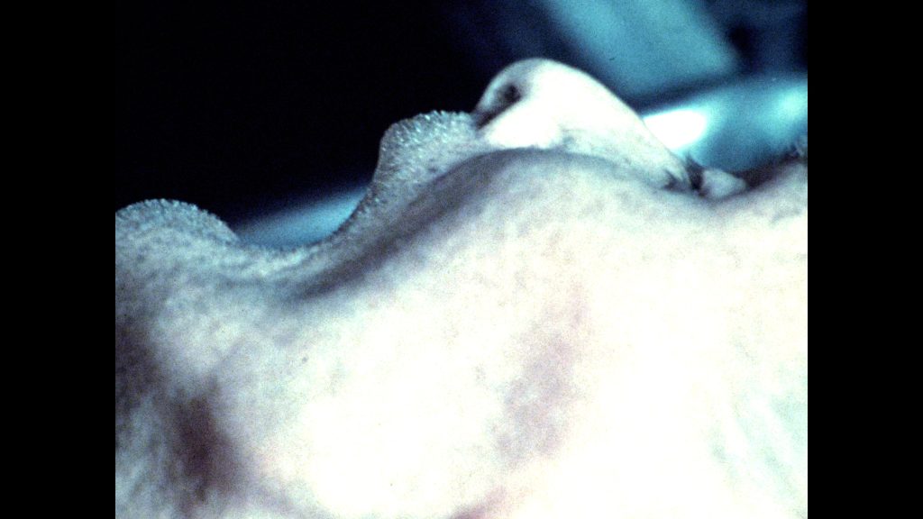 Faces of Death Vinegar Syndrome 4K UHD